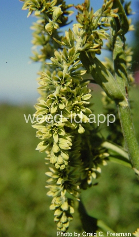 false-hellebore, green